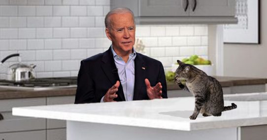 Joe Biden Accidentally Wastes Beautifully Articulate Speech On House Cat