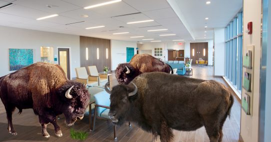 Native Buffalo Retake Most Of Nation’s Empty Hospitals