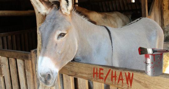 Brave: Local Donkey Changes Pronouns To ‘He/Haw’