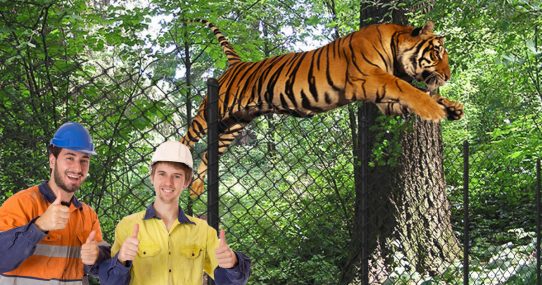 Designers Of Zoo’s Tiger Cage Praised After Month Of Only 221 Breakthrough Cases